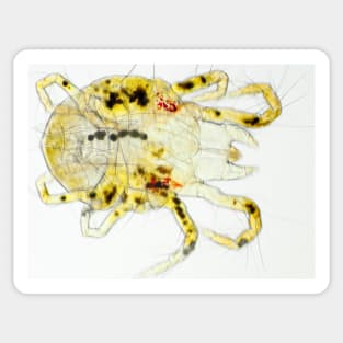 Spider mite under the microscope Sticker